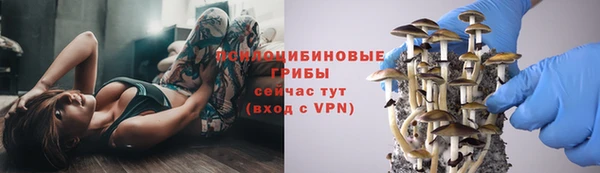 шишки Арсеньев